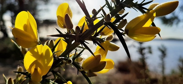 gorse g545da9cf6 640