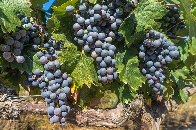 grapes ga1e795e01 640
