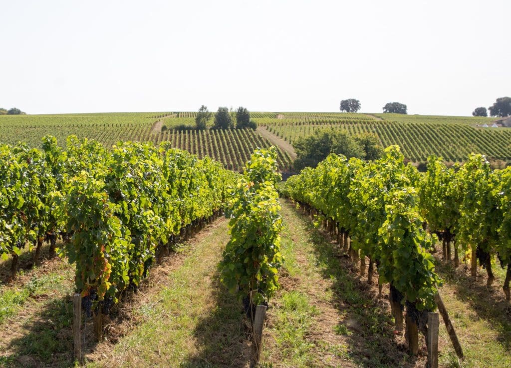 vignoble du medoc 2