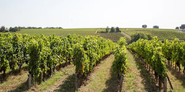 Vignoble du Medoc Vignette